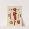 Capsicums, or Chili Peppers (1876-1886) by Ernst Benary