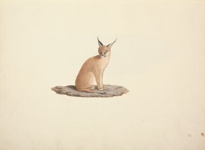 Caracal caracal (desert lynx)