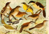 Carachué, Cuti-purú-í, Vô-vô