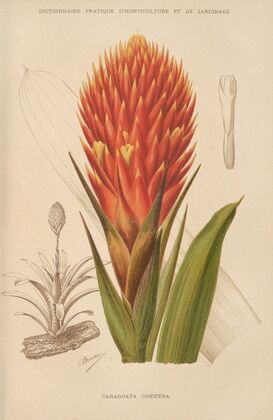 Caraguata Conifera (1893)