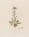 Cardamine Pratensis ; or Common Ladies-smock (1799–1810)