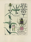Cardere