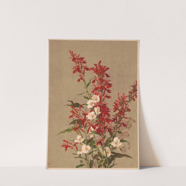 Cardinal flower (1886) by Ellen Fisher