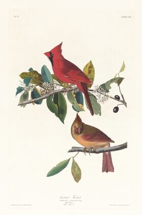 Cardinal grosbeak