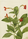 Untitled (1873)