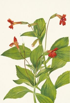 Cardinal Monkeyflower. Mimulus cardinalis (1925)
