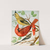 Cardinals,Virginian Nightingale by W. A . Blakston