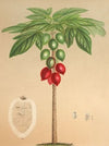 Carica erythrocarpa