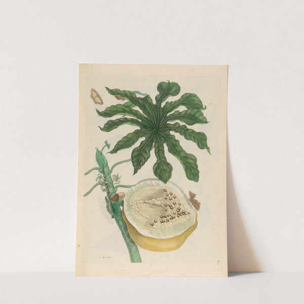 Carica papaya (1719) by Maria Sibylla Merian
