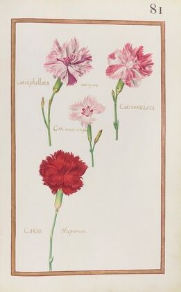 Cariophillata variegata ; cariophillata ; car. minor simplex ; cario. Hispanica (1624)