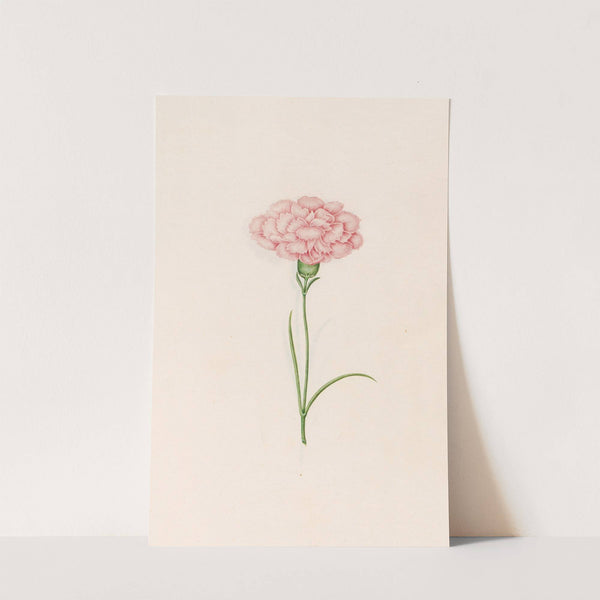 Carnation (1692) by Magdelena Rosina Funck