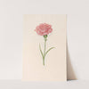 Carnation (1692) by Magdelena Rosina Funck