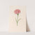 Carnation (1692) by Magdelena Rosina Funck