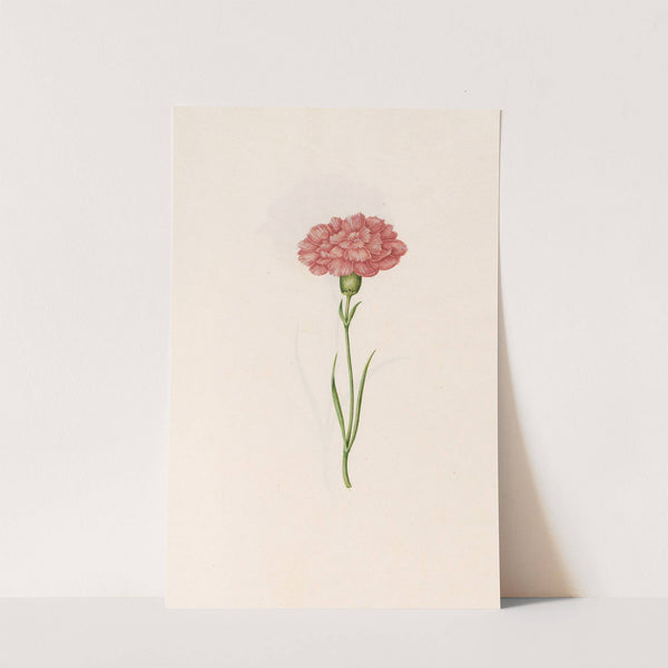 Carnation (1692) by Magdelena Rosina Funck