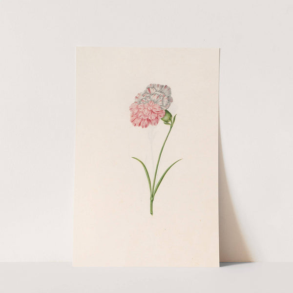 Carnation (1692) by Magdelena Rosina Funck