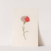Carnation (1692) by Magdelena Rosina Funck