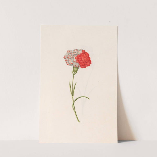 Carnation (1692) by Magdelena Rosina Funck