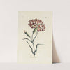 Carnation by Carington Bowles