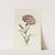 Carnation by Carington Bowles