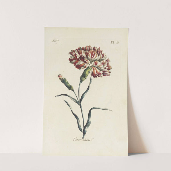 Carnation by Carington Bowles