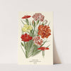 Carnation (1896-1897) by Edward Step