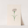 Carnation (1692) by Magdelena Rosina Funck