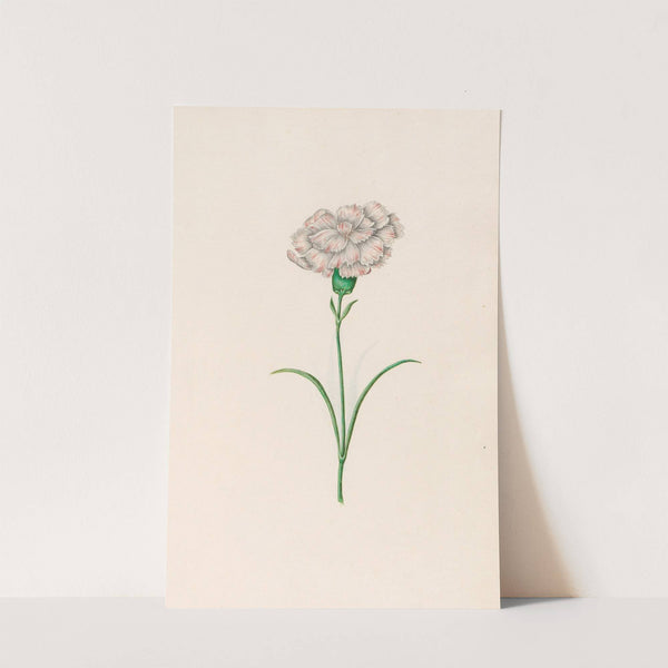 Carnation (1692) by Magdelena Rosina Funck