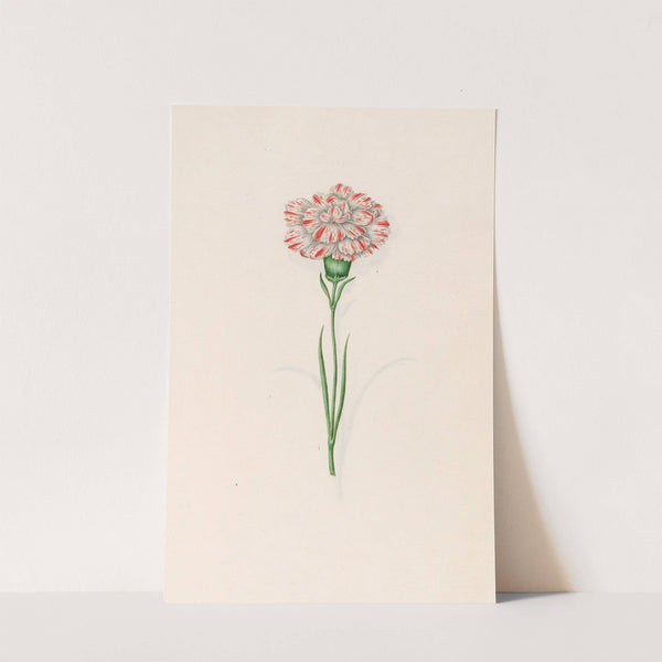 Carnation (1692) by Magdelena Rosina Funck