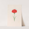 Carnation (1692) by Magdelena Rosina Funck