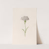 Carnation (1692) by Magdelena Rosina Funck
