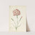 Carnation (1624 - 1681) by Jacob Marrel