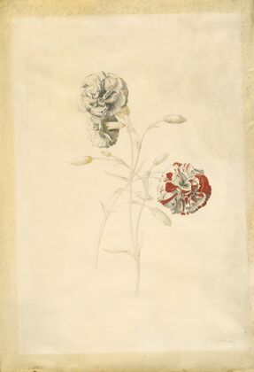 Carnations