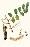 Carobba. [Ceratonia ; Ceratonia siliqua ; Carob, St. John’s bread ; Locust bean]