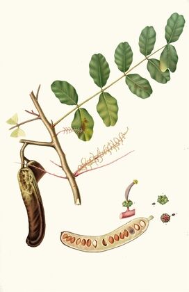 Carobba. [Ceratonia ; Ceratonia siliqua ; Carob, St. John’s bread ; Locust bean]