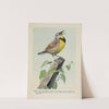 Carol the Meadow Lark by Louis Agassiz Fuertes