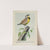 Carol the Meadow Lark by Louis Agassiz Fuertes