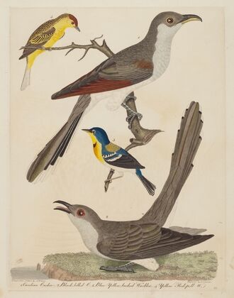 Carolina Cuckoo, Black-billed Cuckoo, Blue Yellow-backed Warbler, and Yellow Red-poll Warbler — size preview