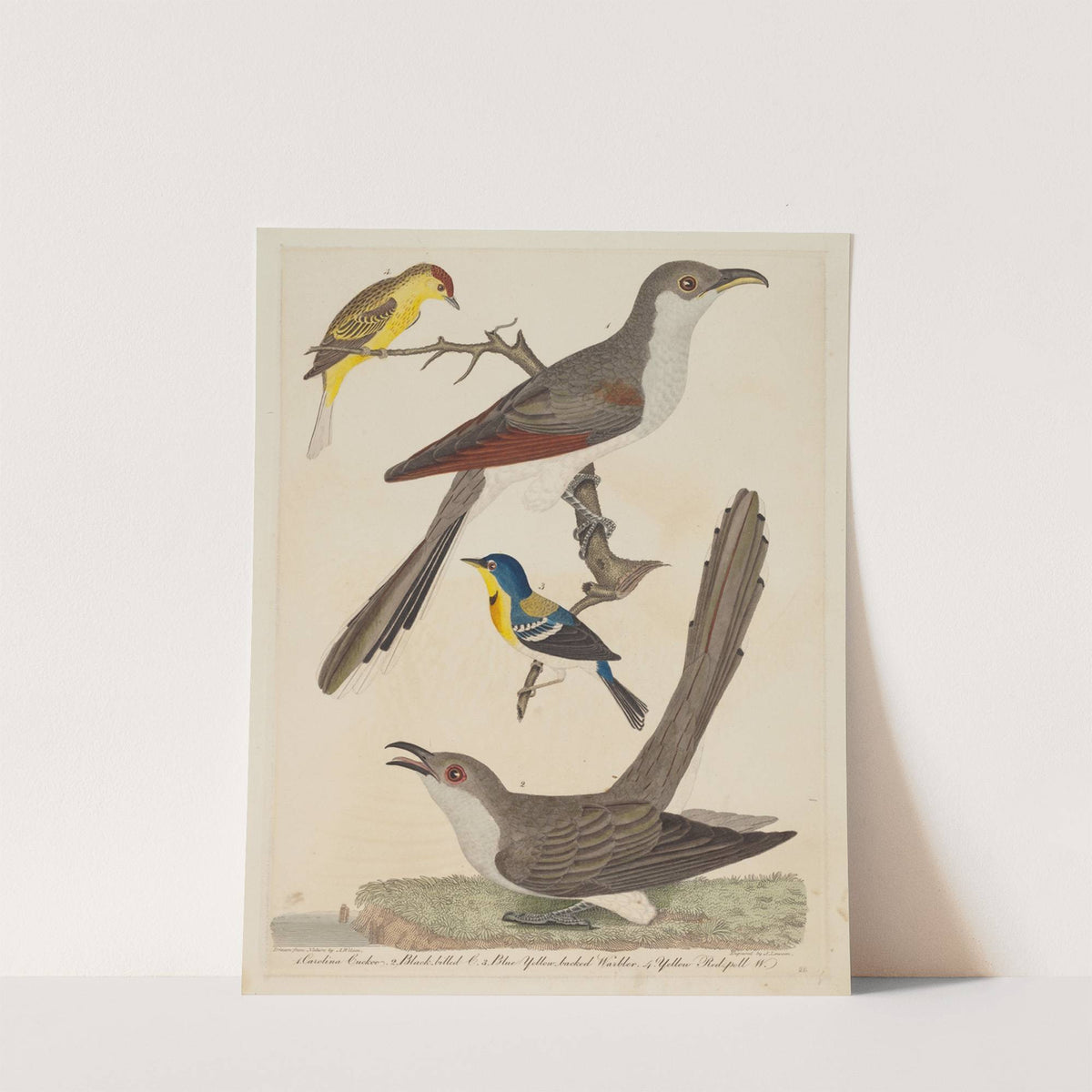 Carolina Cuckoo, Black-billed Cuckoo, Blue Yellow-backed Warbler, and Yellow Red-poll Warbler by Alexander Lawson