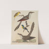 Carolina Cuckoo, Black-billed Cuckoo, Blue Yellow-backed Warbler, and Yellow Red-poll Warbler by Alexander Lawson