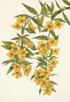 Carolina Jessamine. Gelsemium sempervirens (1925)