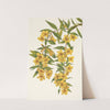 Carolina Jessamine. Gelsemium sempervirens (1925) by Mary Vaux Walcott