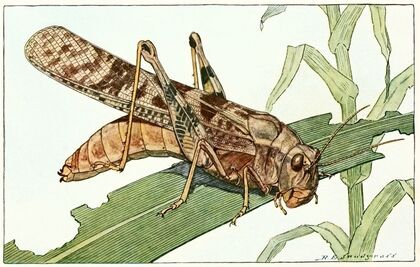 Carolina Locust