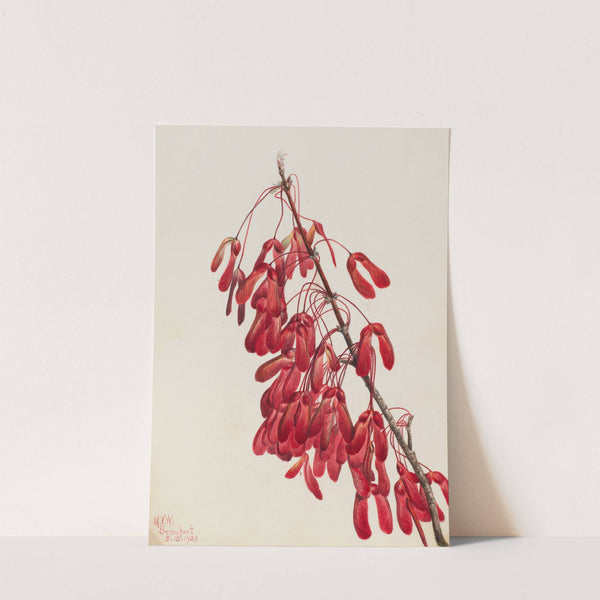 Carolina Maple (Acer carolinianum) (1923) by Mary Vaux Walcott