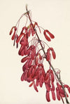 Carolina Maple. Acer carolinianum (1925)