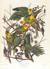 Carolina parrot