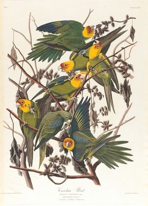 Carolina parrot
