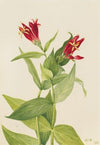 Wake-Robin (Trillium underwoodii) (1937)