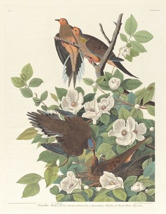 Carolina turtle dove