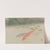Carp (1922) by Negoro Raizan