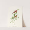 Carpodacus erythrinus (Common Rose Finch) by John Gould